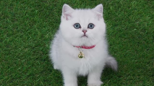 S02:E08 - The Kibble Corners Toy Drive / Kitten Care Package / Best Playground Ever