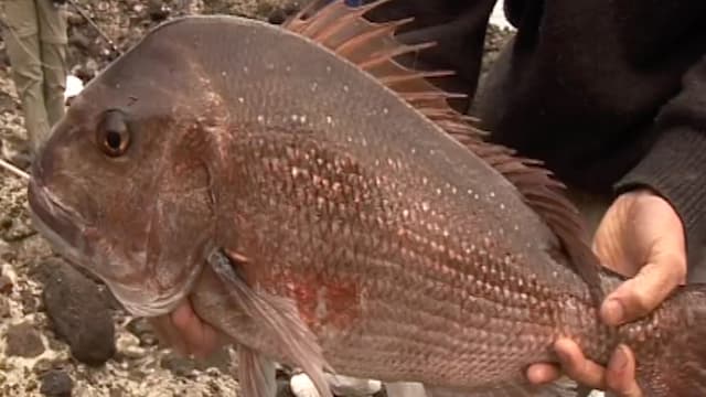 S01:É04 - S01:E04 - Helifish Great Barrier Island