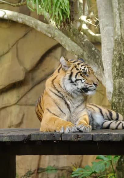 S03:E01 - Australia Zoo Begins Again poster