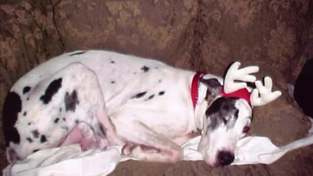 S02:É04 - S02:E04 - Doggie Jekyll & Hyde