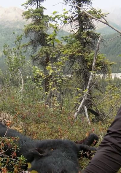 S02:E11 - The Greatest Draw: Alaska Dall Sheep Part 2 poster