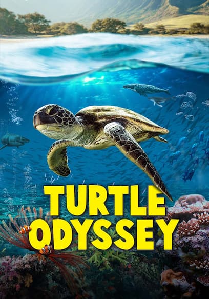 Turtle Odyssey