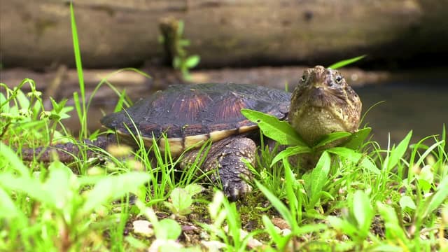 S05:E07 - Saving Baby Turtles!