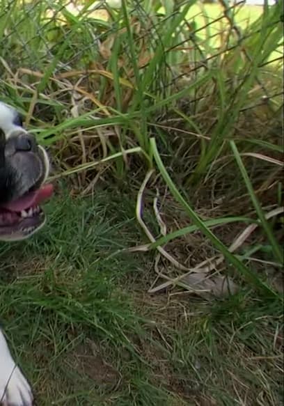 S01:E01 - French Bulldog and More poster