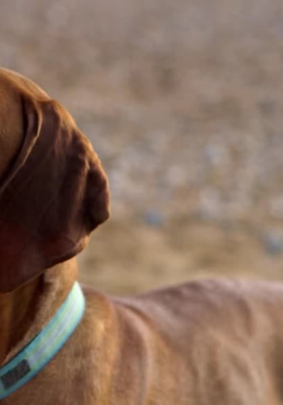 S01:E03 - Honey I Shrunk the Dog poster