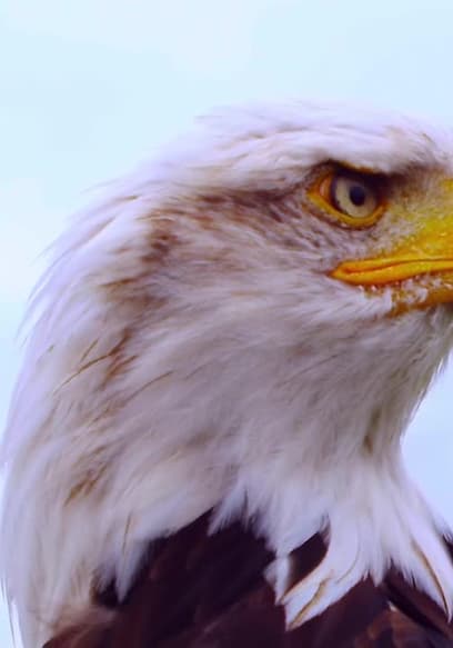 S01:E05 - Beaks and Talons poster