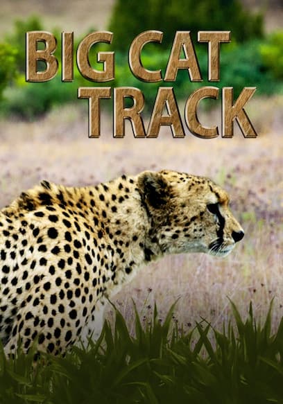 Big Cat Track