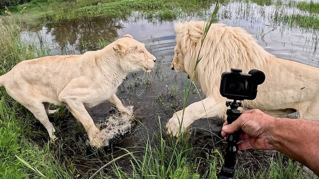 S01:E02 - The Lions Have a Play Day In The Water