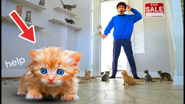 S01:E10 - Cats Takeover an Abandoned House