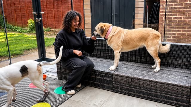 The Golden Kobe Family: Rescue Dogs