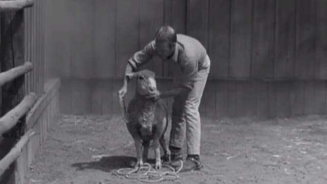 S03:E83 - S03:E15 - Baa-Baa