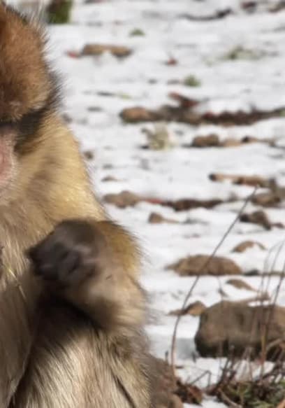 S01:E02 - Of Barbary Apes and Fire Fish poster