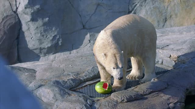 S01:E05 - Great Horned Owl Rescue