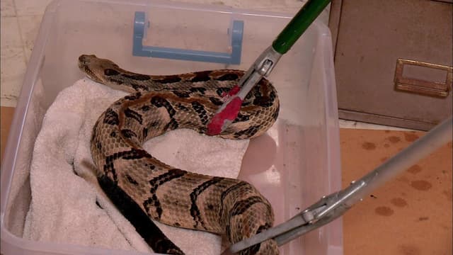 S06:E01 - Snake, Rattle and Roll