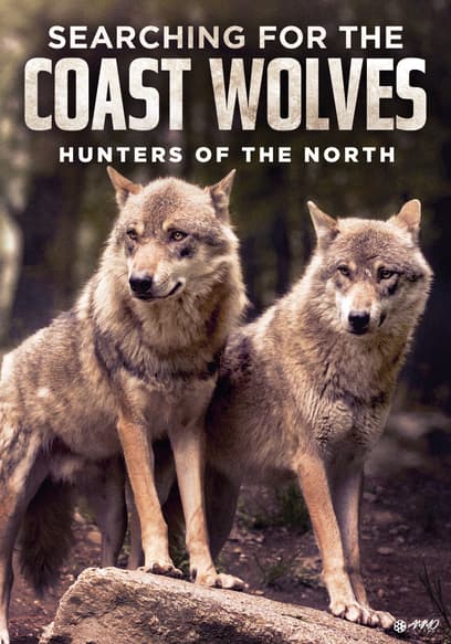 Searching for the Coast Wolves