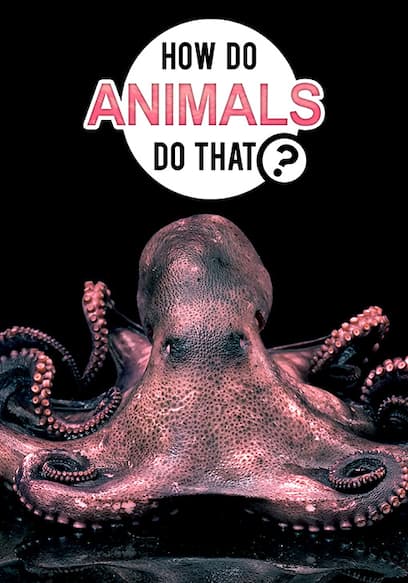 S01:E01 - Lizards and Jellyfish