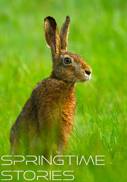 Springtime Stories