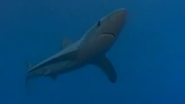 S01:E11 - Shark Doctors