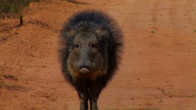 S09:E04 - Hunting the 'Just as Dangerous' Twin Brother to the Cape Buffalo in Paraguay