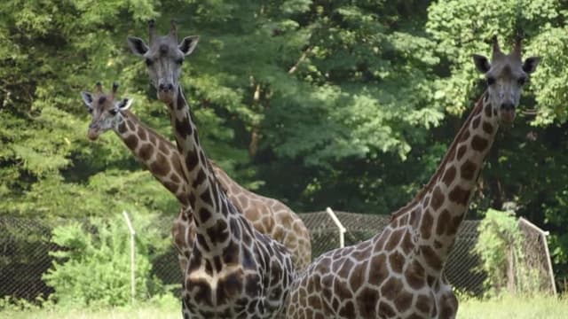 S03:E11 - Giraffe in the City