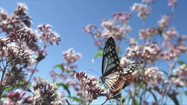 S01:E02 - Insectos super adaptables