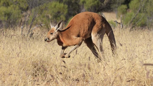 S01:E02 - Outback Terrors