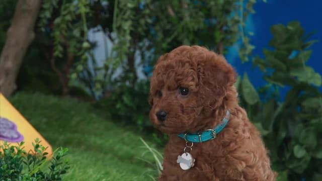 S02:E06 - Who Ya Gonna Call / Pants' Cat Class / Wrap It Up