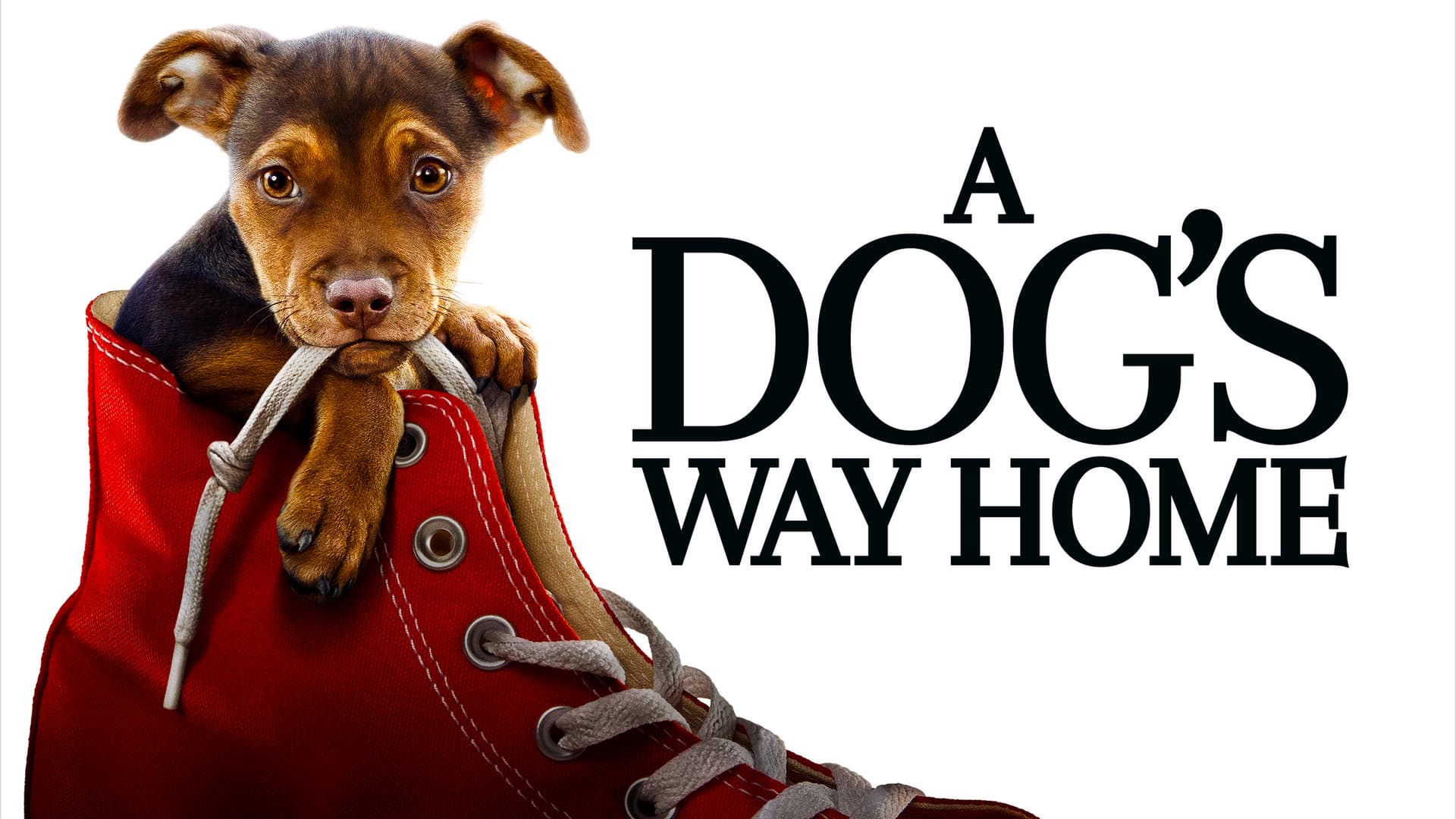 A Dog's Way Home (2019) poster