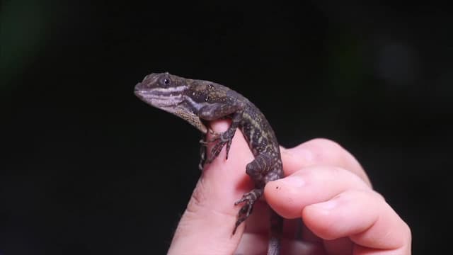 S01:E14 - Mysterious Reptiles