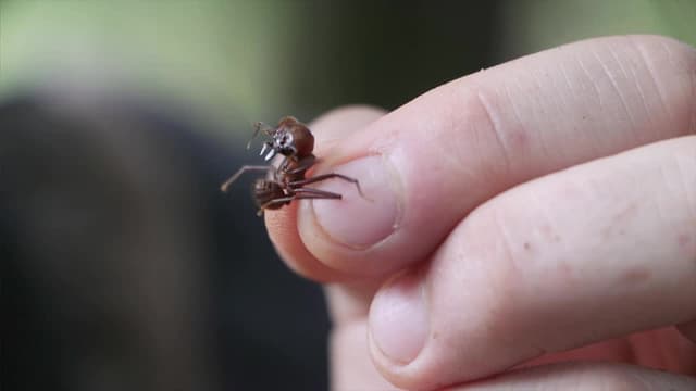 S01:E11 - Attack of the Fire Ants