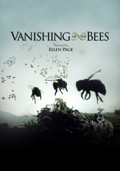 Vanishing of the Bees