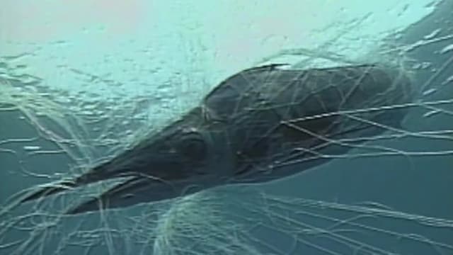 S01:E04 - Marlin Mission to Magdalena Bay: Part 3