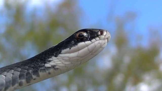 S04:E06 - The California King