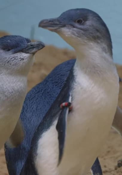 S04:E12 - Penguins in Love poster