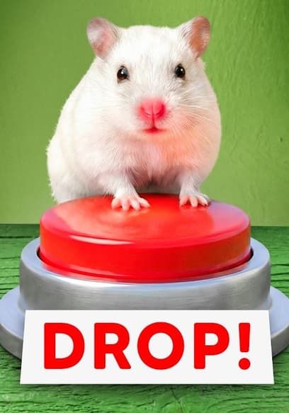 Affiche de S01:E11 - Extreme Hamster Maze Challenge
