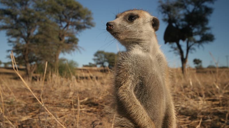 Watch Meerkat Manor Season 2 Streaming Online | Tubi Free TV