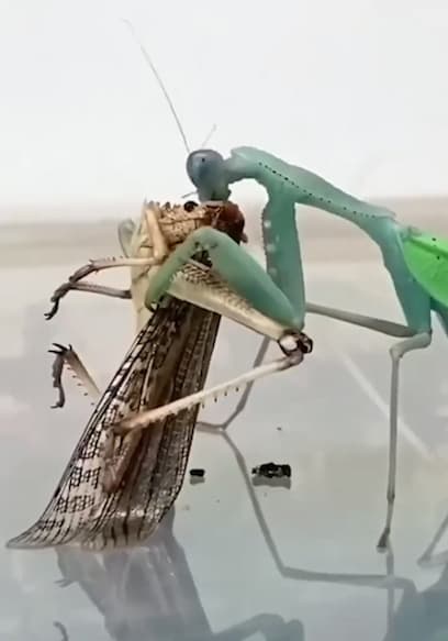 S01:E15 - The Craziest Insect and Animal Videos on the Internet: Ultimate Compilation poster