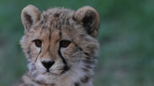 S01:E06 - Cango Wildlife Ranch