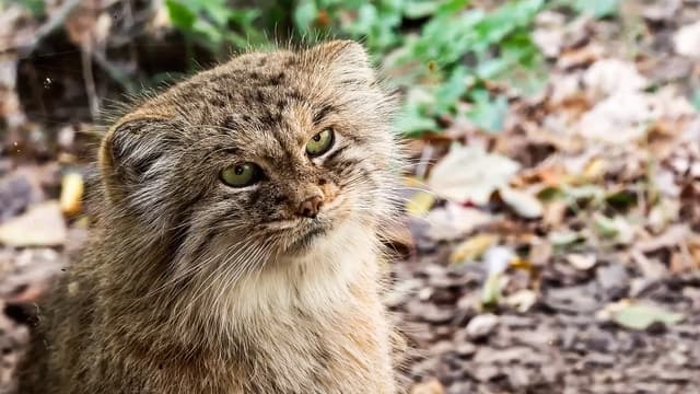 S01:E13 - Animals Are Stranger Than You Think: Weird Wildlife Facts Compilation