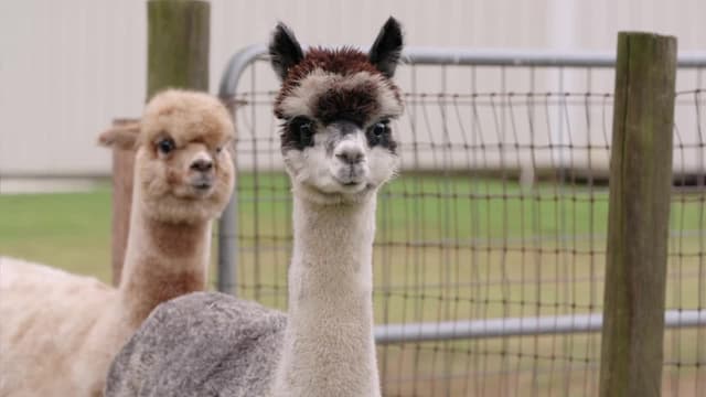 S06:E02 - Alpaca-Lypse