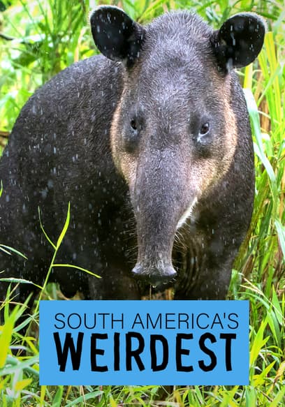 South America's Weirdest poster