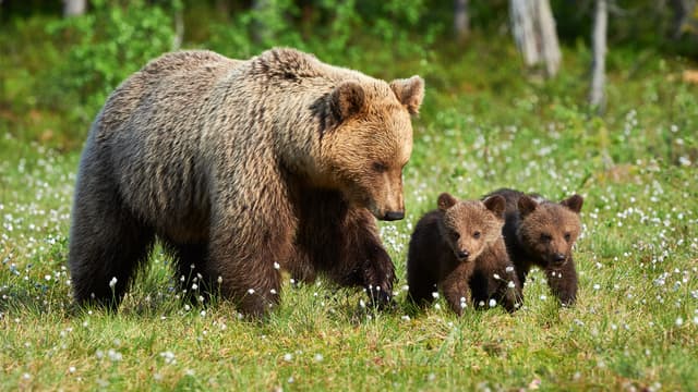 S04:E10 - More Spring Babies