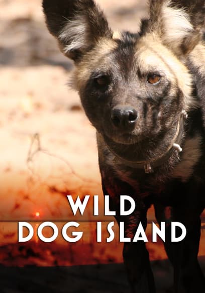 Wild Dog Island