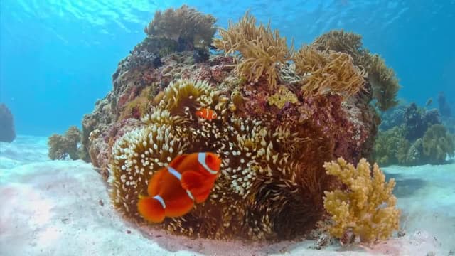 S01:E02 - The Coral Paradise