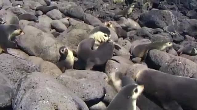 S01:E06 - The Fur Seal Nursery