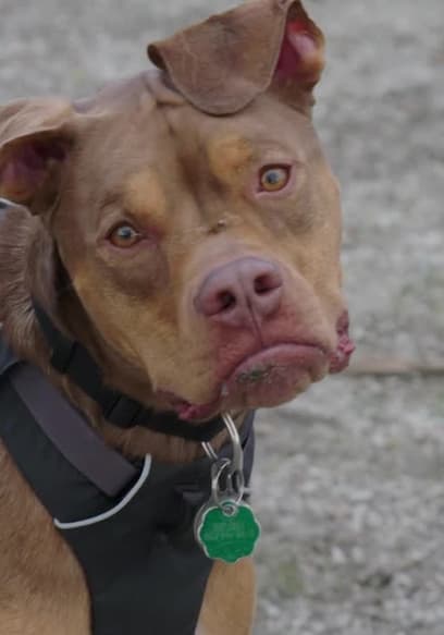 S01:E04 - The Man-Hating Pit Bull poster