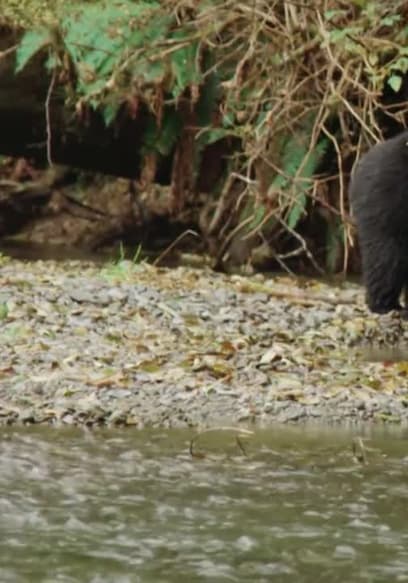 S01:E03 - Bear in Focus poster