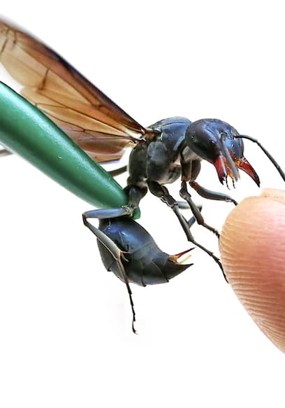 S01:E07 - Stung by a Warrior Wasp! poster
