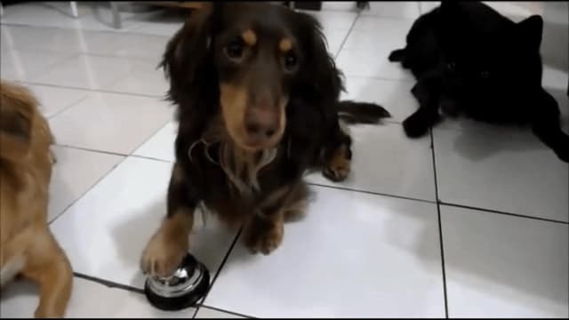 S01:E05 - The Fast and the Furriest