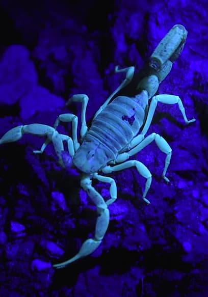 S01:E01 - Stung by a Scorpion! poster